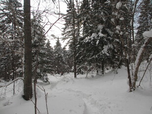 冬日雪覆森林静谧景象