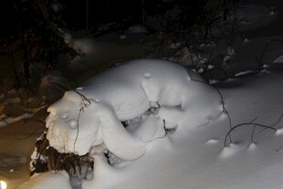雪夜中被雪覆盖的动物