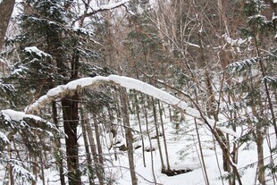 雪覆树林中的弯曲雪枝
