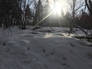 冬日雪林 阳光洒落