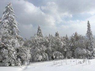 冬日雪景中的银白树林