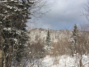 冬日雪景中的静谧树林