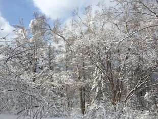 雪覆树林 冬日纯净景致