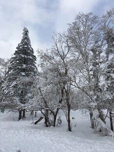 冬日雪景中银装素裹的树木
