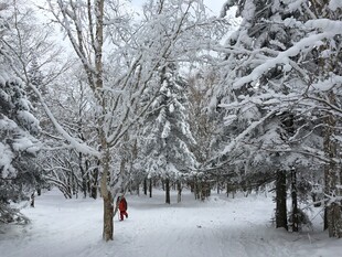 雪后林间漫步美景