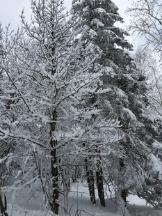 雪覆树林冬日美景