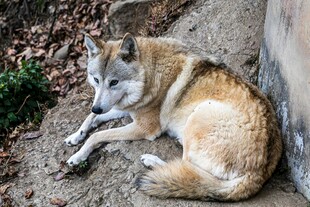 路边休憩的黄狗