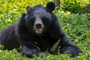 草地上休憩的黑熊