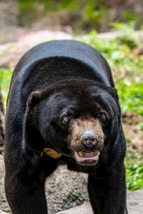 野外张着嘴的黑色大熊