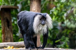 黑冠猕猴站立于林间