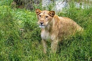 草丛中的威严母狮