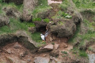山间石缝中的自然景象