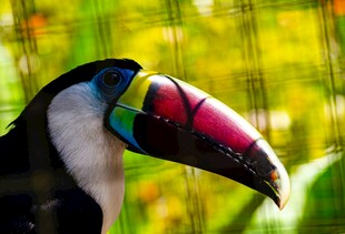 多彩巨嘴鸟特写