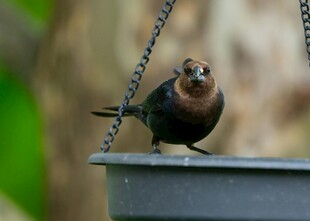 栖息在喂食器上的小鸟
