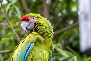 绿羽红冠的美丽鹦鹉