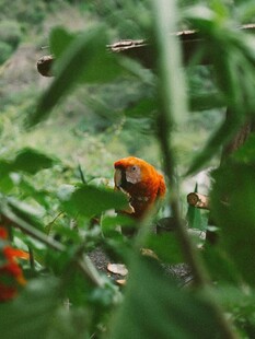 绿叶间的橙色小鸟