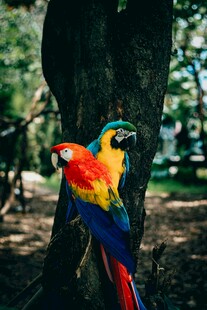 多彩鹦鹉栖息于树干旁
