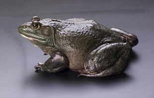 石蛙
