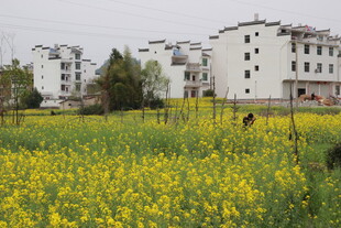 田野油菜花与远处民居