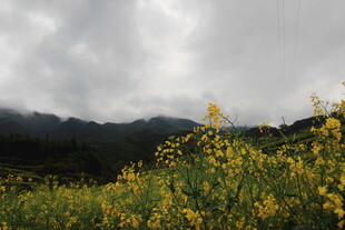 山间黄花盛开的美丽景致