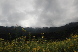 乌云下的灿烂花田