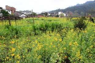 春日田野里的烂漫黄花