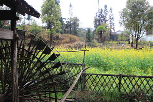 田园风车旁的金黄油菜花田