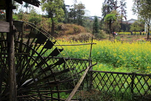 田园栅栏旁的翠绿田野