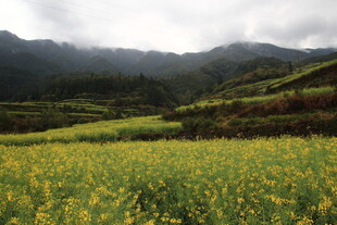 山间油菜花海田园美景