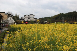金黄油菜田旁的古朴村落