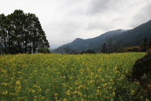 金黄油菜花田与远山风景