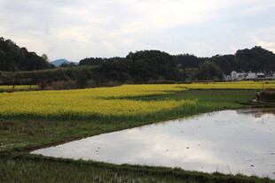 田园水乡风光