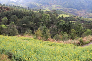 春日山野油菜花田美景