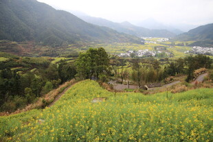 山间油菜田 乡村美景如画