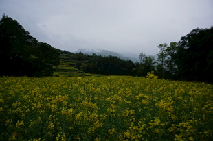金黄花海与远山云雾