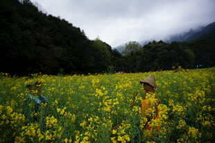 山间黄花田中的劳作身影