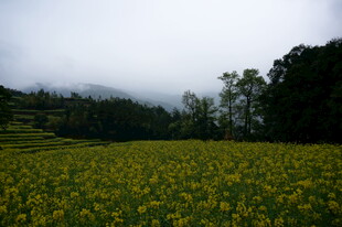 云雾下的金黄花海