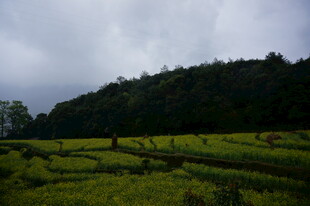 山间田野的美丽田园风光