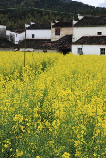 春日油菜田旁的乡村景致