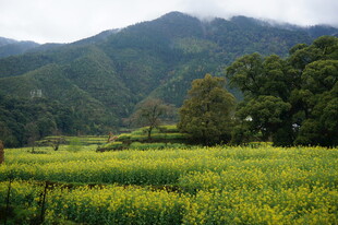 山间油菜田 绿意盎然