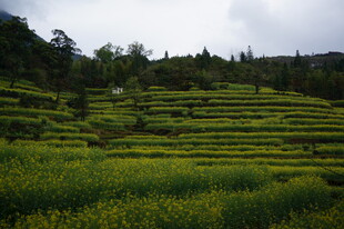 春日梯田油菜花美景