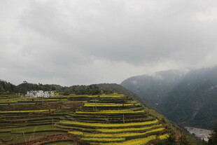山间梯田油菜花美景