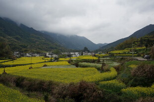 山间油菜田美景