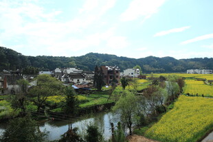 田园风光中的金黄稻田美景