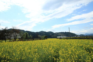 金黄油菜田与蓝天白云