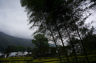 山间竹林下的田园景致