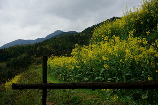 山间油菜花田的美丽景致