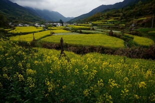 山间油菜花海田园美景