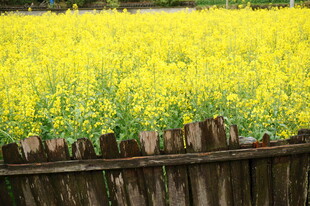 木栏旁的灿烂油菜花田
