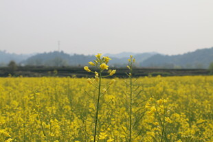 金黄油菜田 春日田园风光